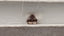 1.54 CT Natural Cushion Cushion Cut Brown Treated