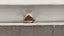 2.03 CT Natural Round Brilliant Brown Treated SI1-SI2