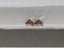 2.03 CTTW GIA Fancy Dark Yellowish Brown Natural Diamonds VS1-VS2 Old Cut Match
