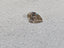 IGI 1.00 CT Natural Pear Shape Brown N I1