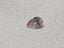 IGI 1.51 CT Natural Pear Brilliant M SI2 VG XX Faint Brown