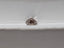GIA 0.75 CT Natural Heart MB Fancy Dark Yellowish Brown Even VS1 EX VG