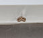 GIA 1.50 CT Natural Long Cushion Fancy Dark Yellowish Brown VS2 EX/VG