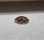 1.00 CT Natural Marquise Cut Light Brown I1