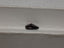 1.01 CT Natural Dark Orangish-Red SI+ Pear Cut Diamond