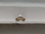 1.50 CT IGI Oval Brilliant Natural Diamond O-P I1