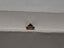 1.03 CT Natural Lightish Brown Round Brilliant Cut I1