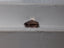 1.68 CT Natural Oval Cut Dark Orangish-brown SI2