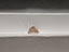 GIA 1.70 CT Natural Princess Cut WX Light brown VVS1