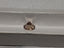 IGI 3.23 CT Natural Round Brilliant W-X SI2 XXX