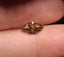 GIA 1.43 CT Natural Marquise Modified Brilliant Fancy Deep Brown-Yellow Even VS2