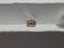 GIA 1.00 CT Natural Cushion Fancy Brown VS1 EX VG
