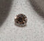 0.46 RB Brown SI2