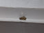 1.00 CT Natural Imperfect Pear yellow-greenish brown