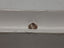 1.26 CT Natural Elongated Cushion Brown I1-I2