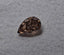 1.51 CT Natural Fancy-like Brown Si2 Pear