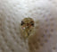 2.01 CT Pear I1,I2 L-M
