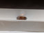 4.11 CT GIA Modified Kite Portrait Cut Natural Diamond Fancy Dark Orangy Brown I1
