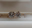 3.32 CTW Natural Round Brilliant Stud Match GHI I2-I3