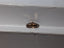 1.01 CT Natural Dark Brown Pear Cut I1