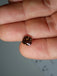 2.67 CT Natural Cushion Cut Very Dark Brown I1