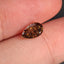 1.01 CT Natural Dark Brown Pear Cut I1